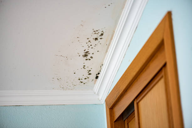 Best Residential Mold Remediation in Shorewood Forest, IN