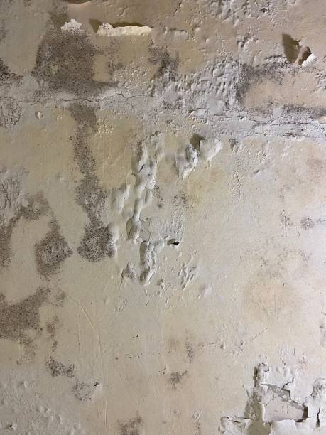 Best Industrial Mold Remediation in Shorewood Forest, IN